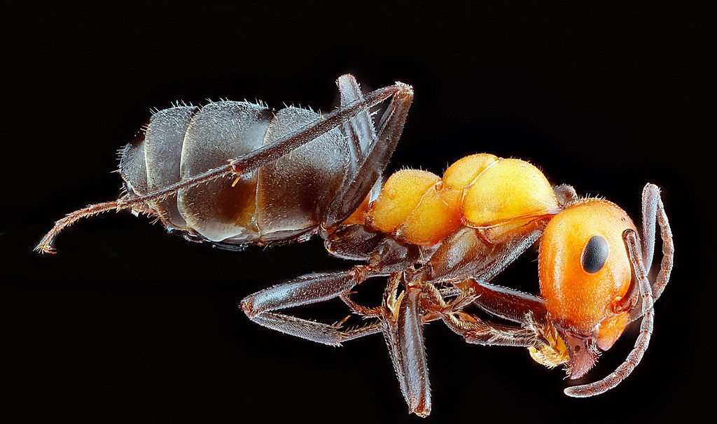 Ant Control service in Inglewood, CA