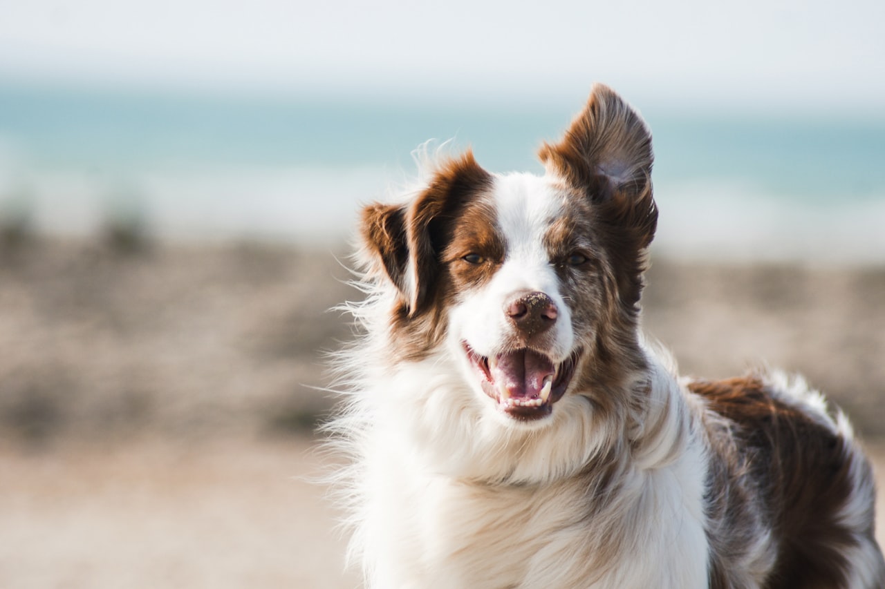 Flea & Tick Control service in Inglewood, CA