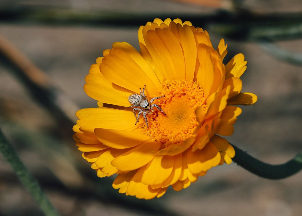 Spider Control service in Inglewood, CA